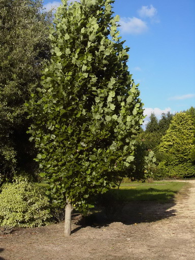 LIRIODENDRON tulipifera Fastigiatum