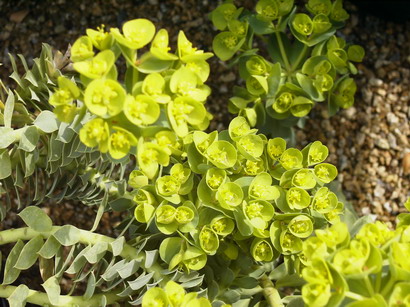 EUPHORBIA myrsinites