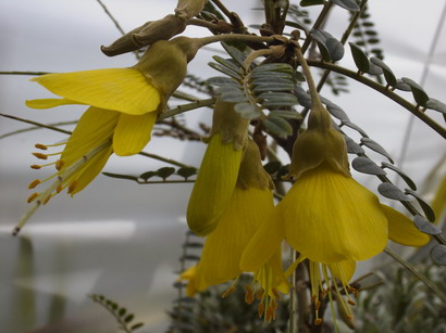 SOPHORA microphylla Sun King ®