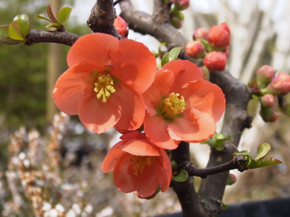 CHAENOMELES X.superba Orange Beauty