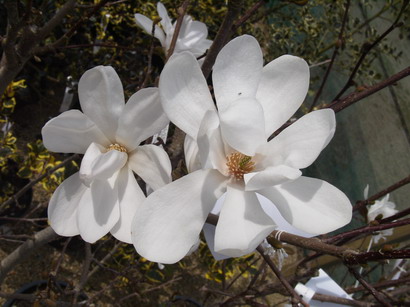 MAGNOLIA stellata Royal Star