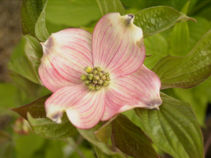 CORNUS florida f.rubra