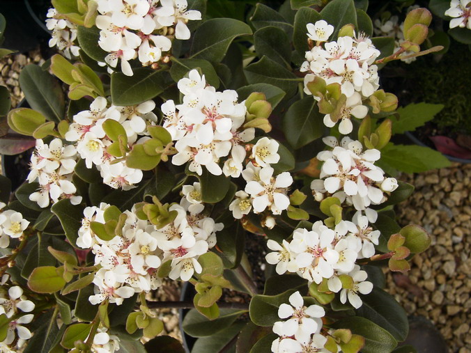 RHAPHIOLEPIS ovata : floraison de début de printemps. Nº1711