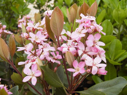 RHAPHIOLEPIS x.delacourii Kerdalo