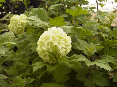 VIBURNUM opulus Roseum