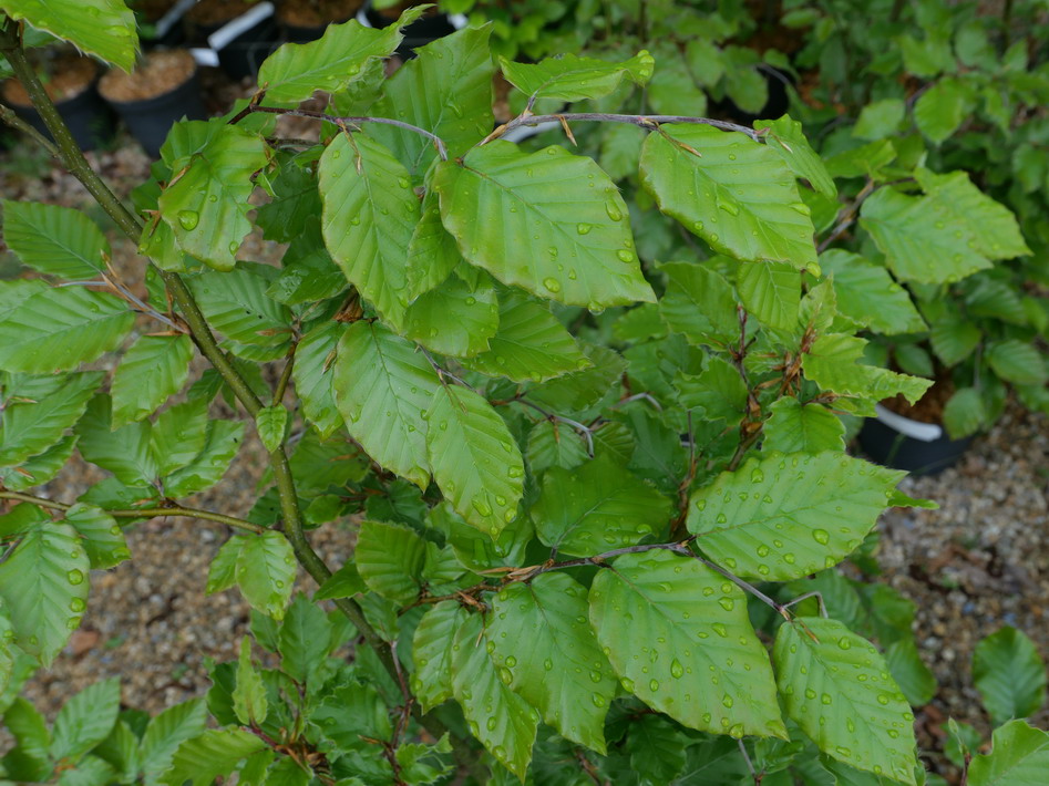 FAGUS sylvatica