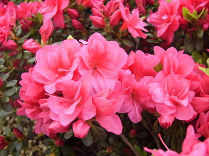 AZALEA japonaise Christina