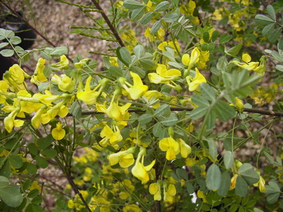 CORONILLA emerus