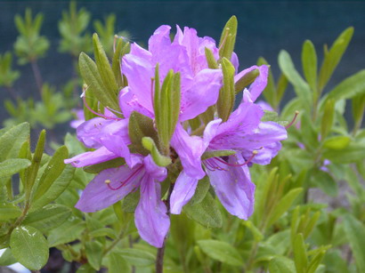 AZALEA caduque Fraseri : floraison de printemps. Nº1722