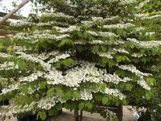 VIBURNUM plicatum Lanarth : floraison d'avril et mai. Nº1731