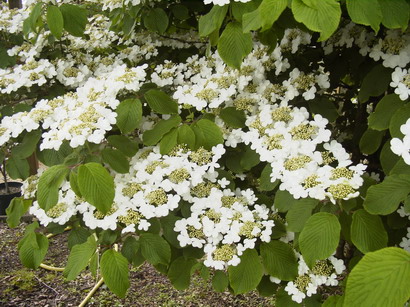 VIBURNUM plicatum Lanarth : floraison d'avril et mai. Nº1732