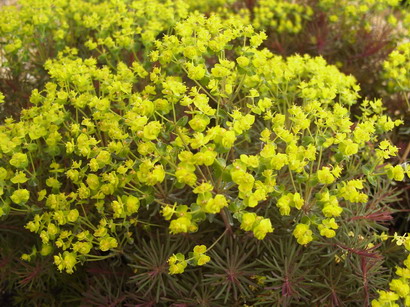 EUPHORBIA cyparissias Clarice Howard
