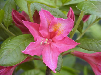AZALEA Viscosum Jolie Madame