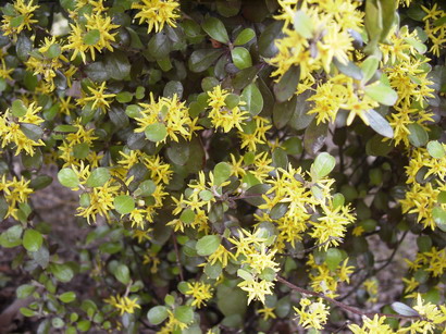 COROKIA x.virgata Bronze King