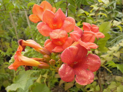 CAMPSIS x.tagliabuana Madame Galen