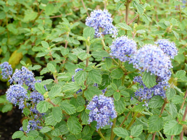 CEANOTHUS Burkwoodii