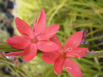 SCHIZOSTYLIS coccinea Major