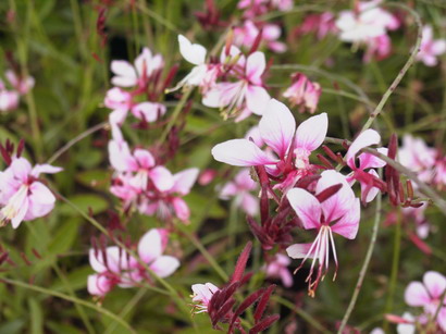 GAURA lindheimeri Siskiyou Pink