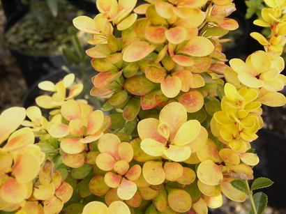 BERBERIS thunbergii Golden Torch ®