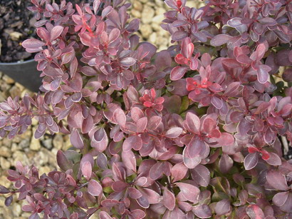 BERBERIS thunbergii Atropurpurea Nana