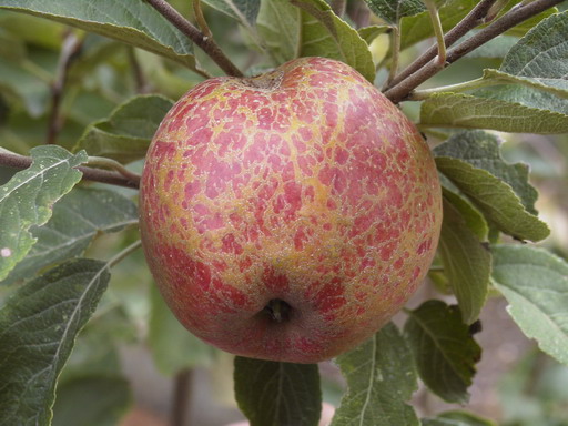 POMMIER Cox's Orange Pippin
