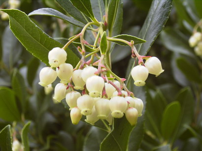 ARBUTUS unedo