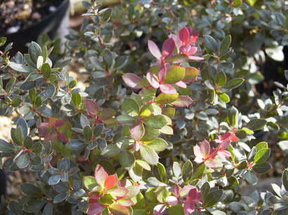 BERBERIS buxifolia Nana