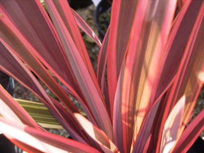 PHORMIUM tenax Sundowner