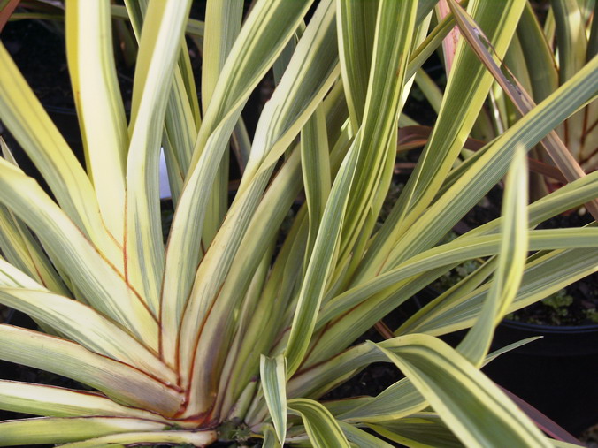 PHORMIUM Duet