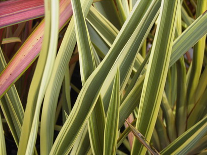 PHORMIUM Duet
