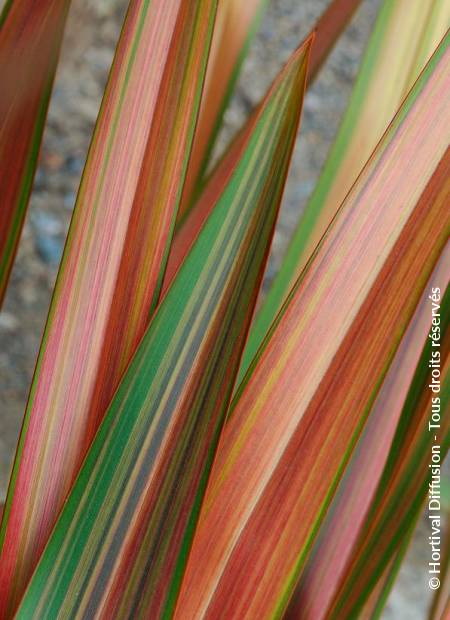 PHORMIUM cookianum Jester