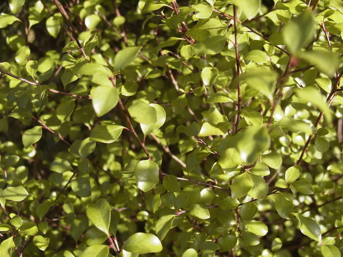 PITTOSPORUM tenuifolium Green Elf