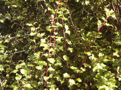 PITTOSPORUM tenuifolium Stirling Gold