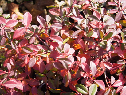 COTONEASTER damneri Eichholz Nº1