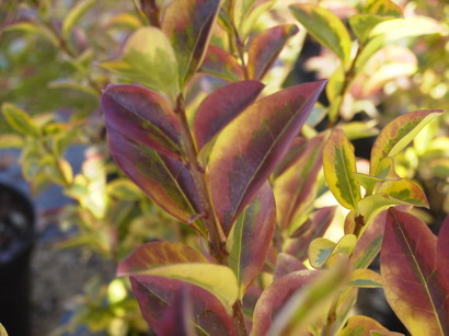 LIGUSTRUM ovalifolium Aureum