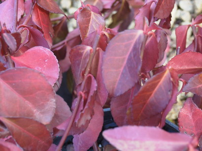 EUONYMUS fortunei Dart's Blanket