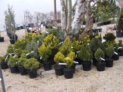 JUNIPERUS X.media Old Gold
