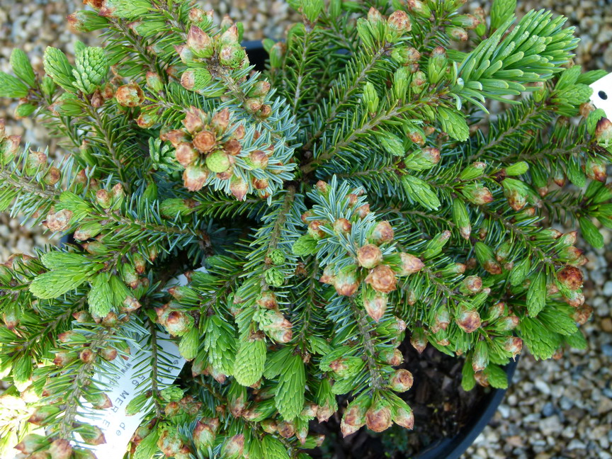 PICEA omorika Nana