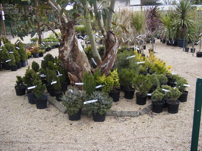 PINUS mugo var.mughus