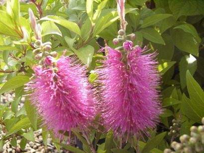 CALLISTEMON acuminatus : floraison de mai à juin. Nº1826