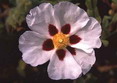 CISTUS Snow Fire