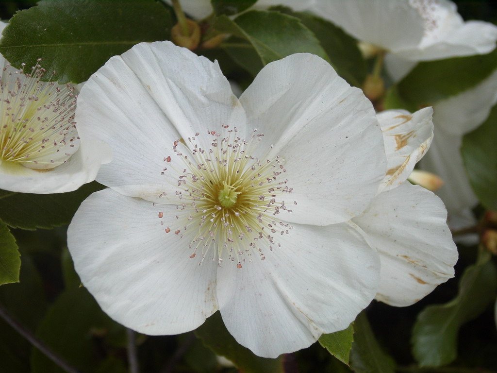 EUCRYPHIA lucida