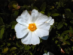 CISTUS Maysnow
