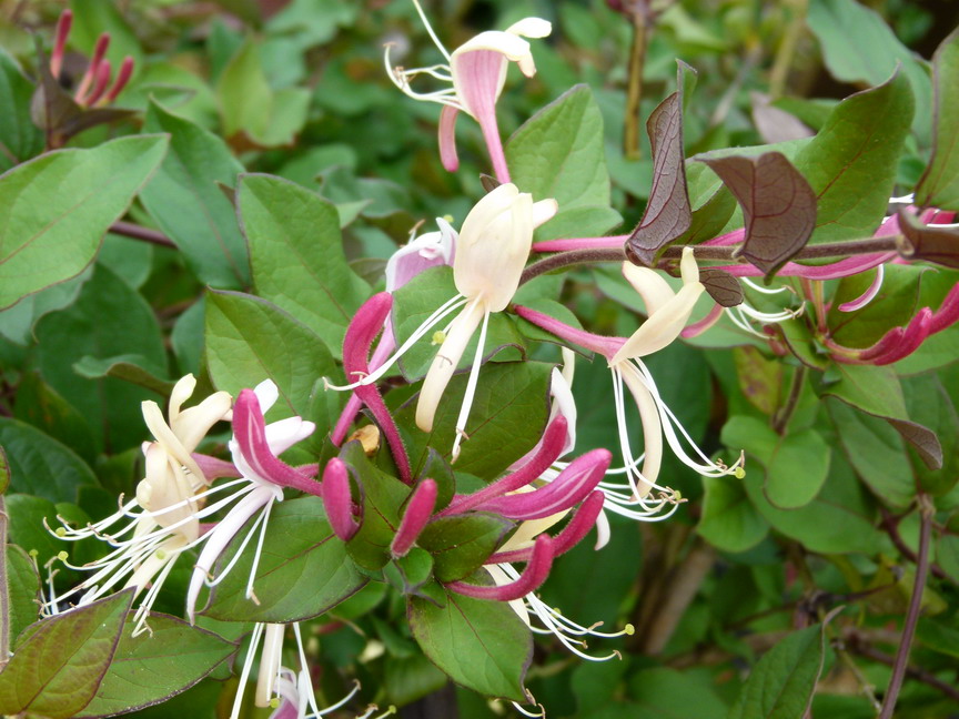 LONICERA japonica var.chinensis