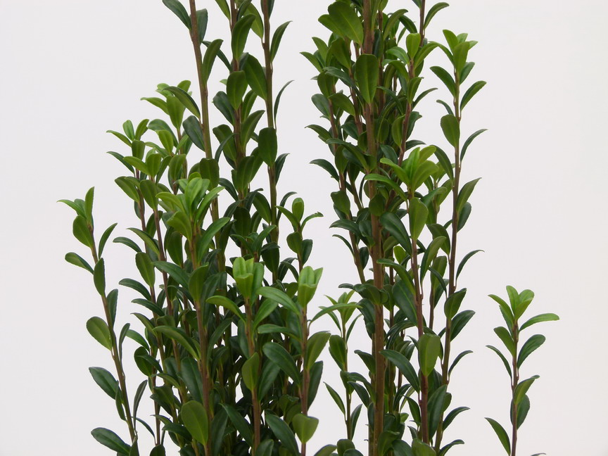 ILEX crenata Fastigiata