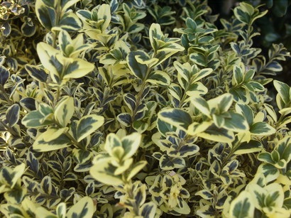 BUXUS sempervirens Elegans