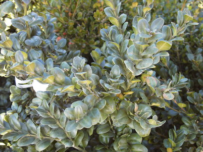 BUXUS sempervirens Rotundifolia