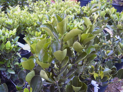 EUONYMUS japonicus