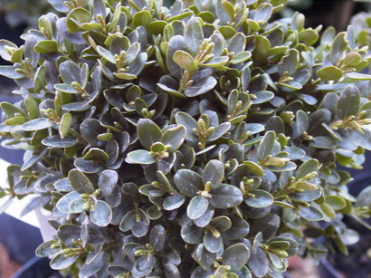 BUXUS sempervirens Suffruticosa