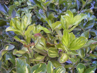 EUONYMUS japonicus Duc d'Anjou
